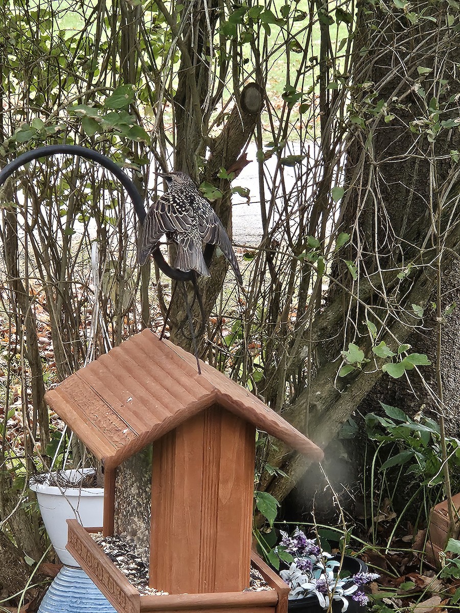 European Starling - ML644092786