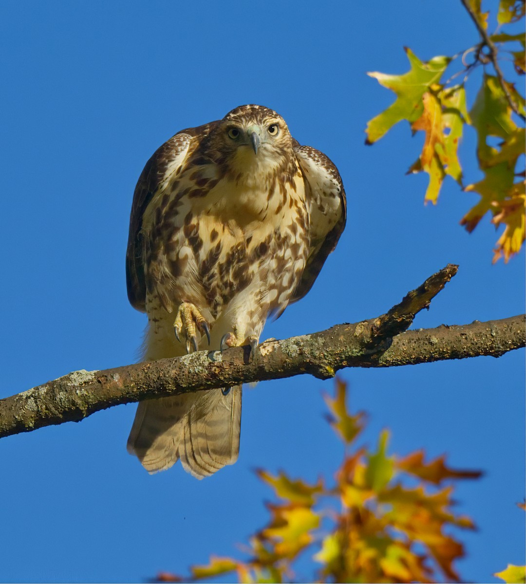 Red-tailed Hawk - ML644092791