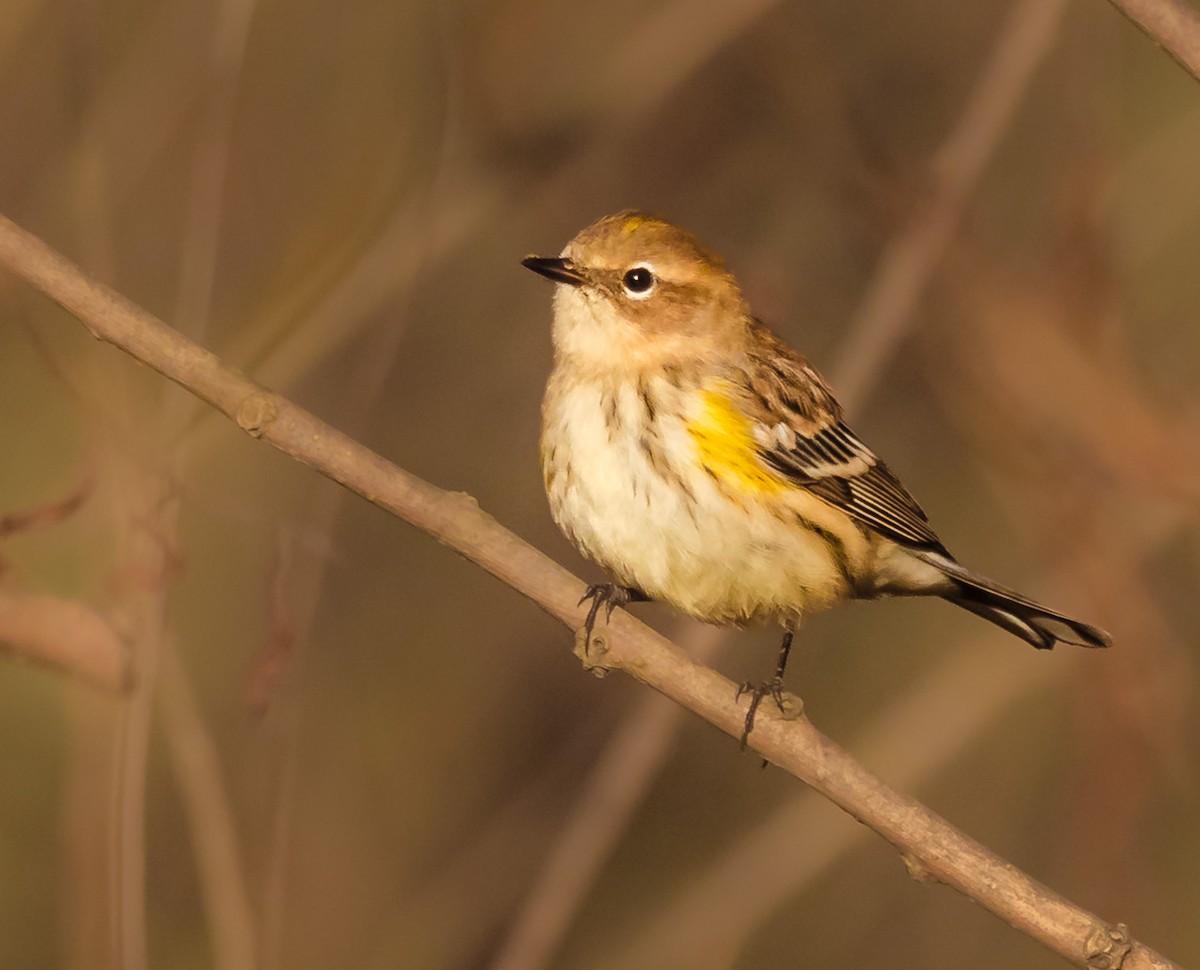 Yellow-rumped Warbler - ML644092795
