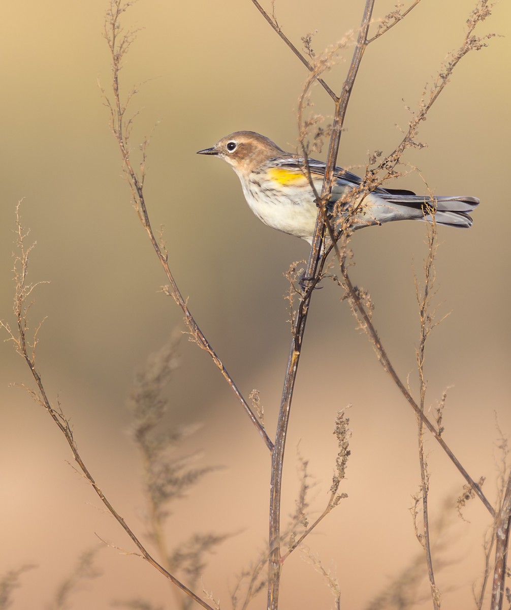 Yellow-rumped Warbler - ML644092796
