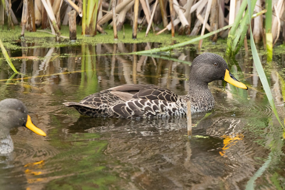 Canard à bec jaune - ML644092798
