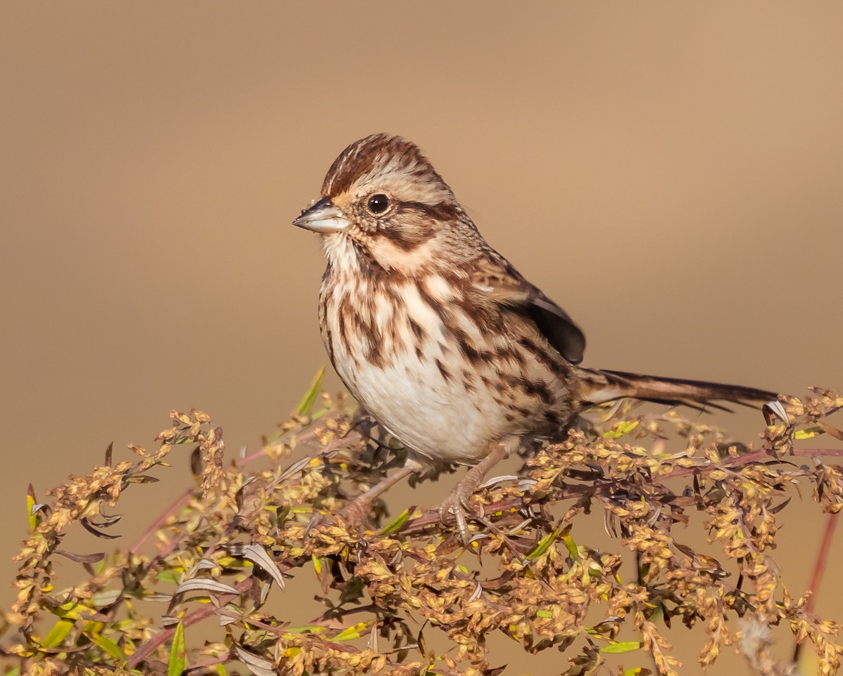 Song Sparrow - ML644092799