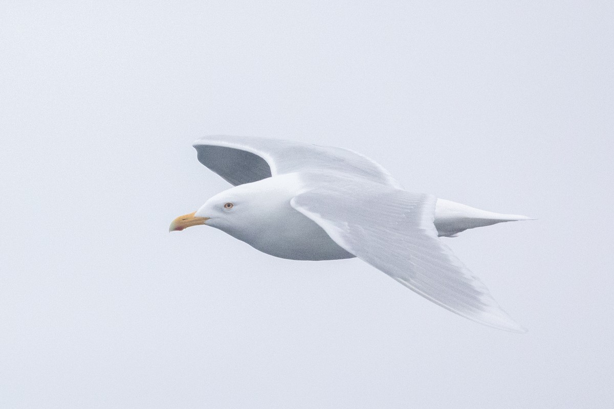 Ipar-kaioa - ML644092809