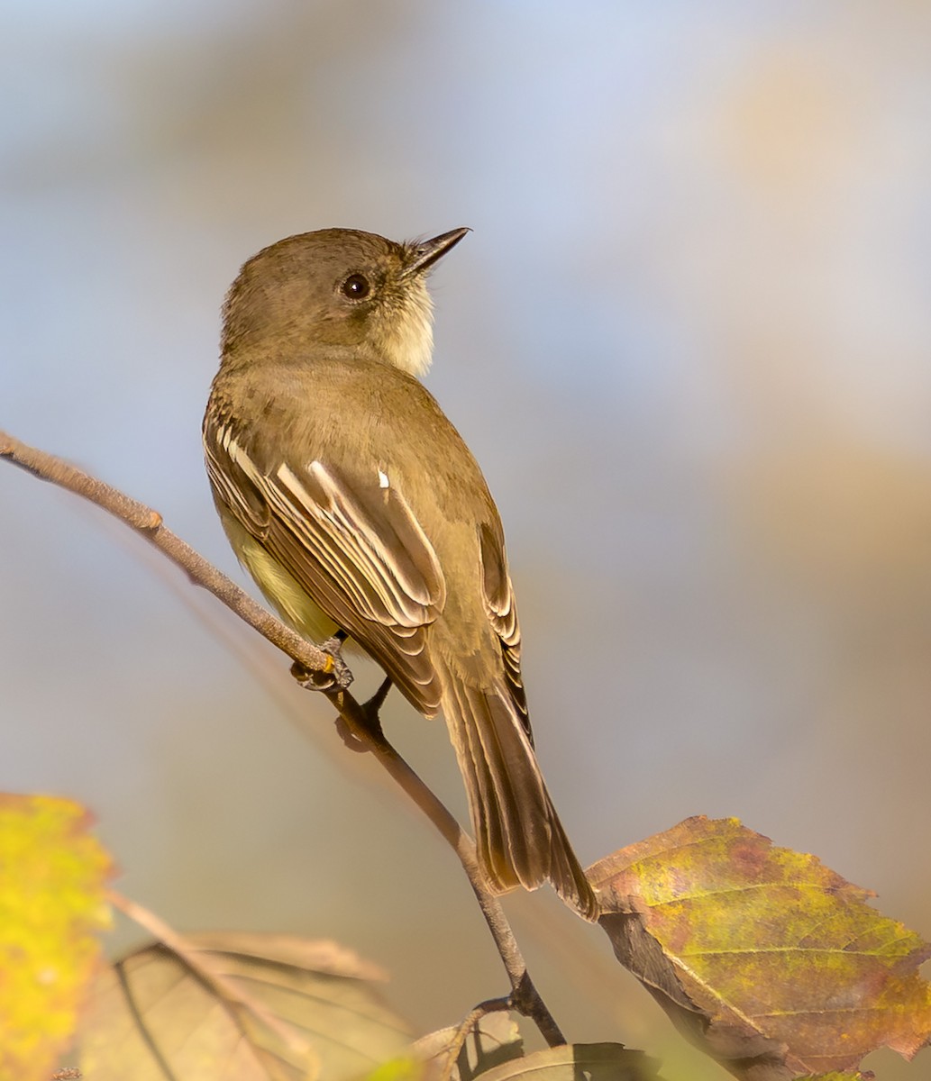 Eastern Phoebe - ML644092815