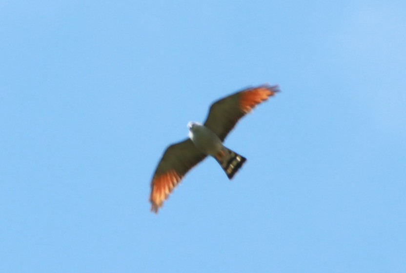 Plumbeous Kite - ML644092819