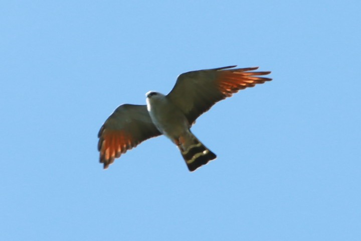 Plumbeous Kite - ML644092820
