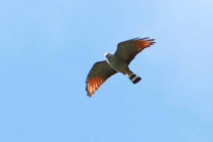 Plumbeous Kite - ML644092821