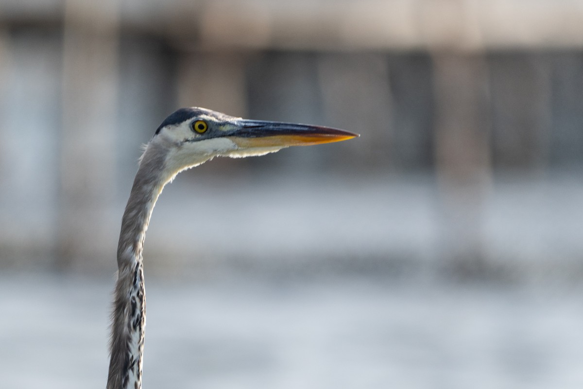 Great Blue Heron - ML644092823