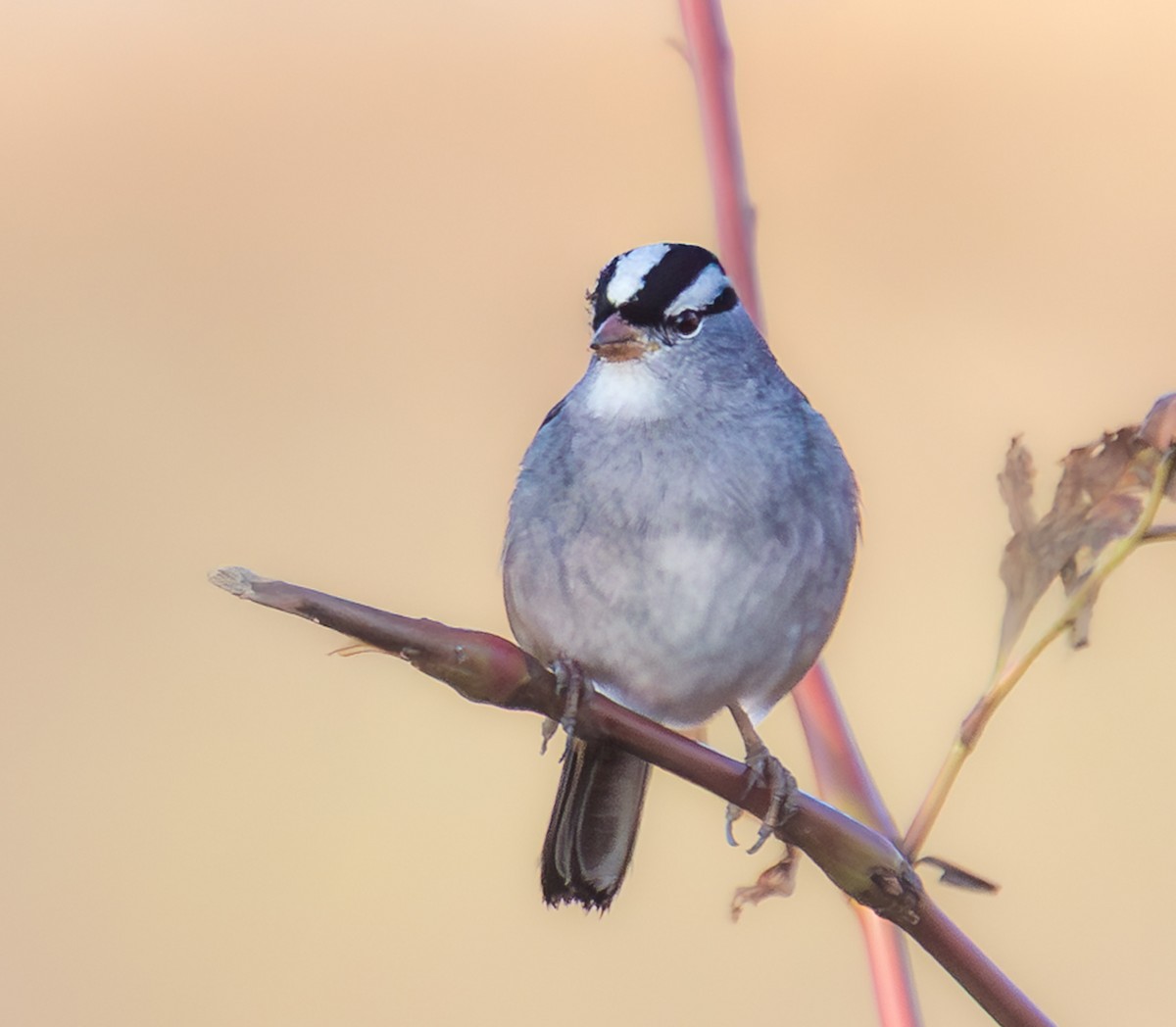 White-crowned Sparrow - ML644092835