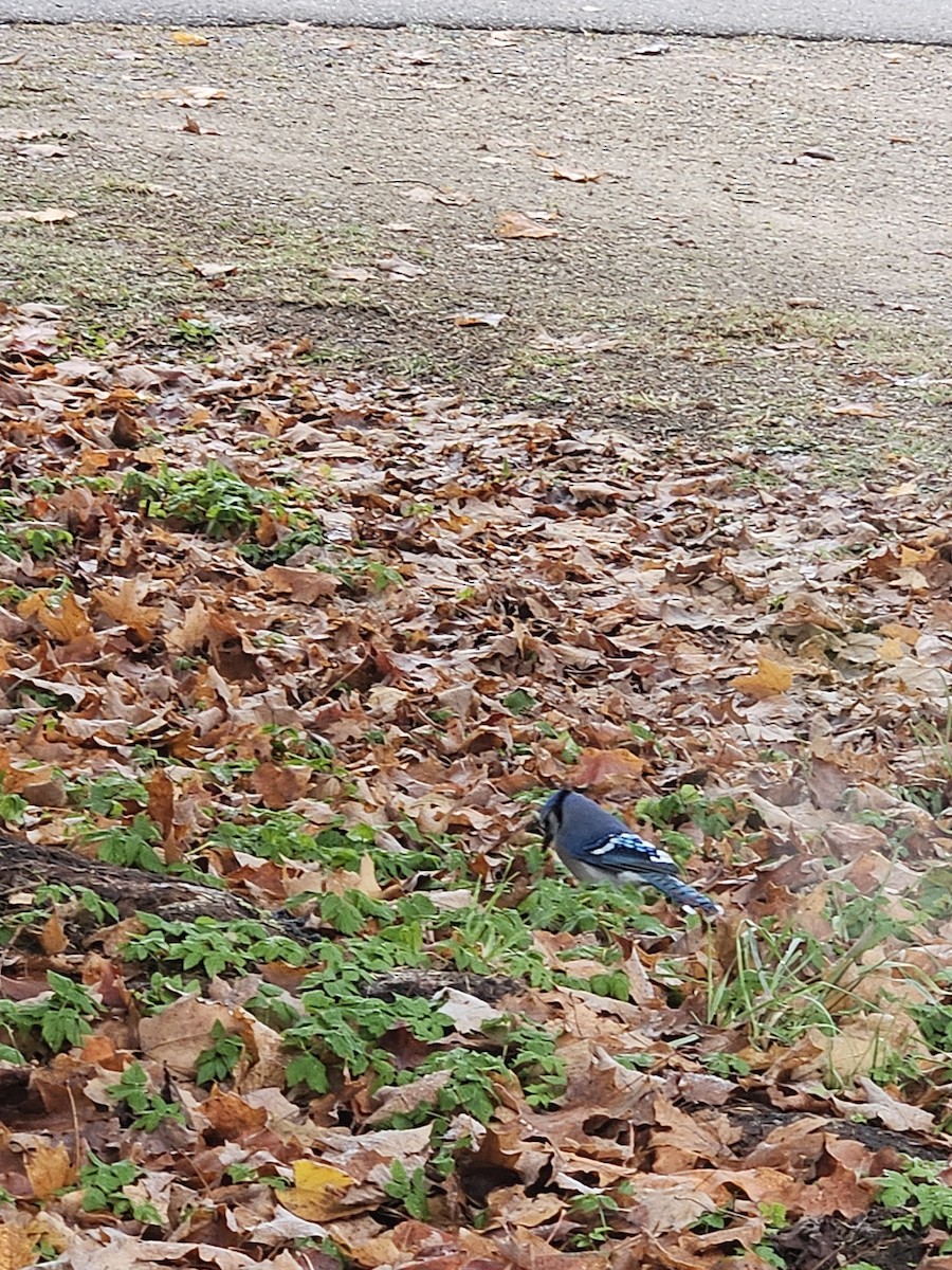 Blue Jay - ML644092839