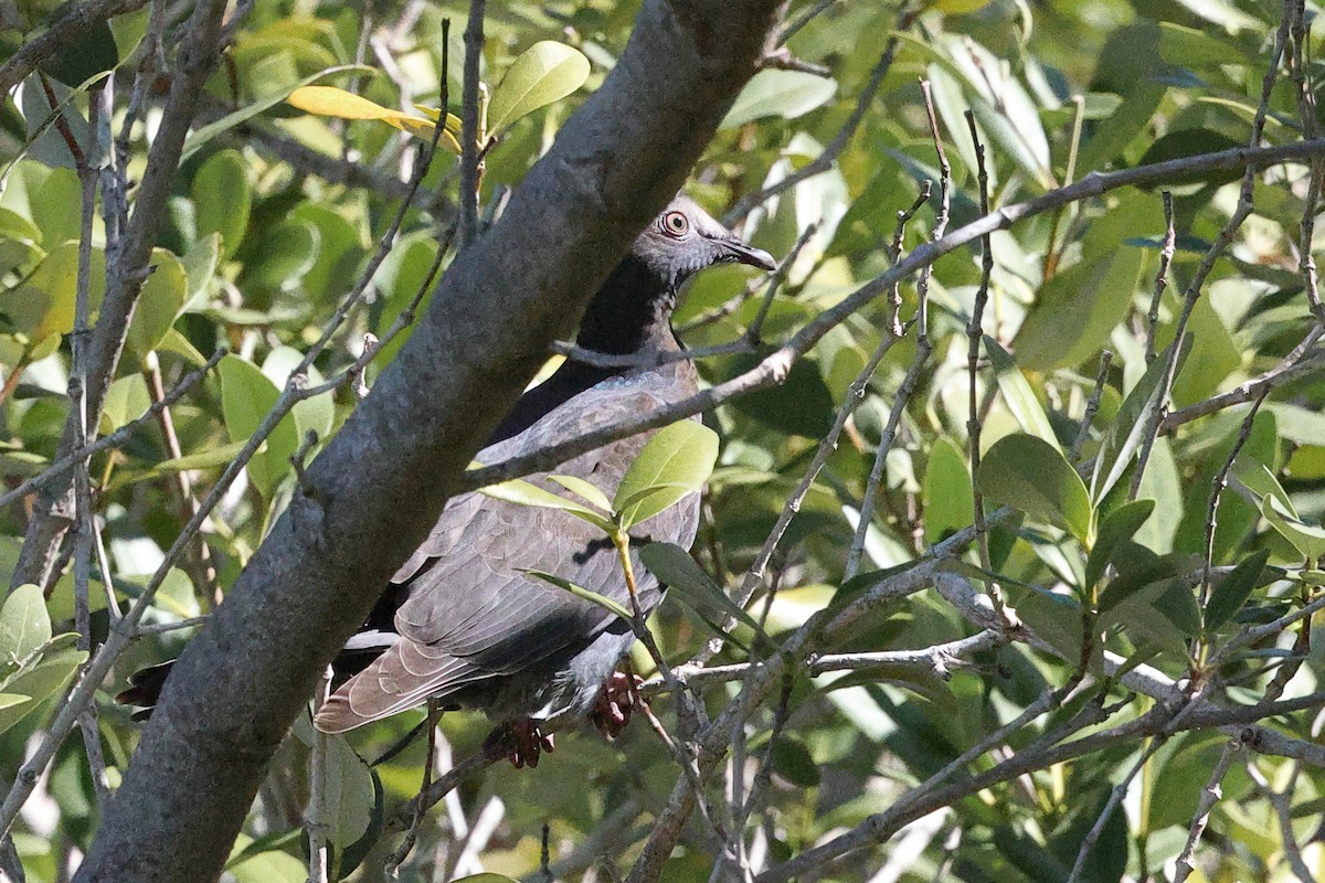 White-crowned Pigeon - ML644092841