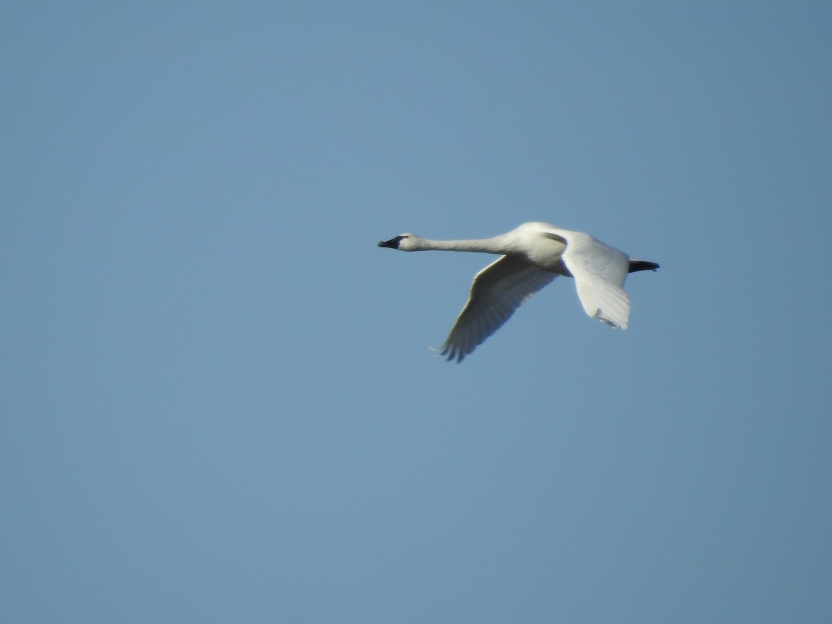 Tundra Swan - ML644092847