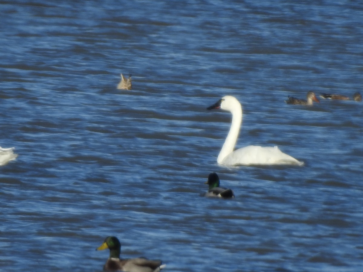 Tundra Swan - ML644092849