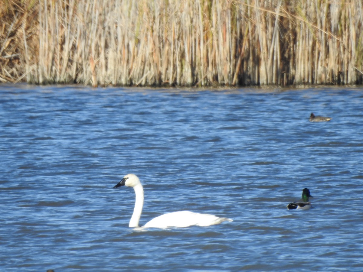 Tundra Swan - ML644092850