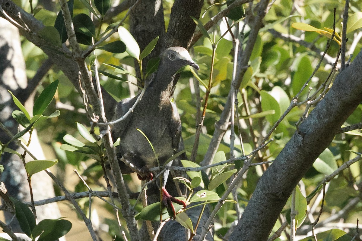 White-crowned Pigeon - ML644092854