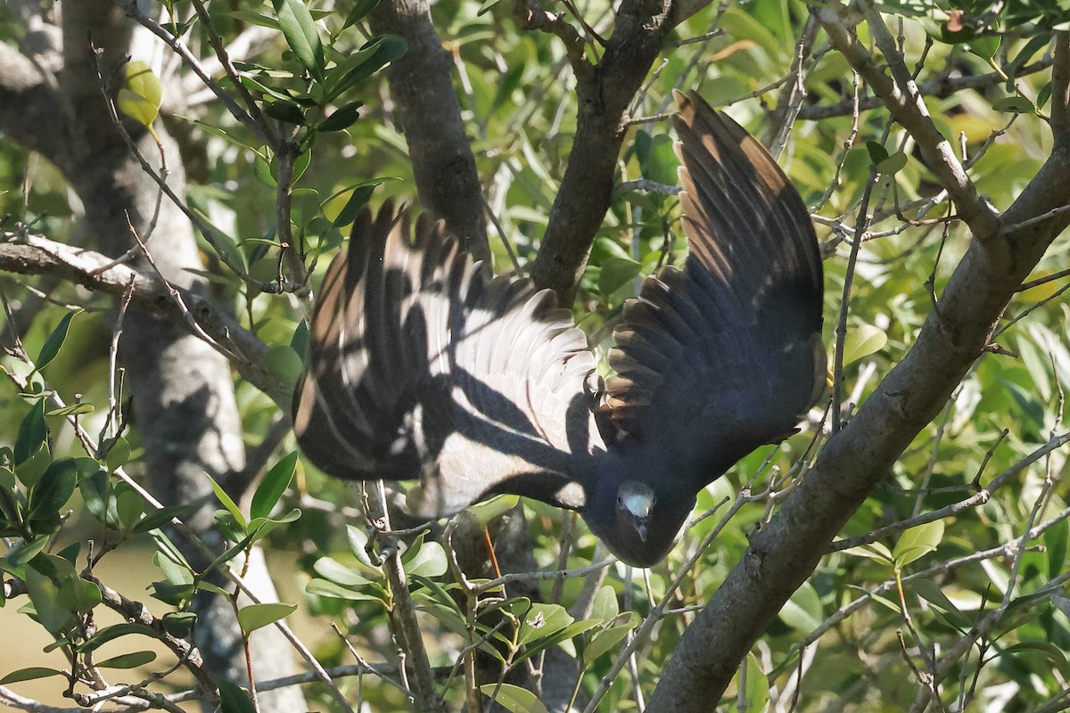 White-crowned Pigeon - ML644092856