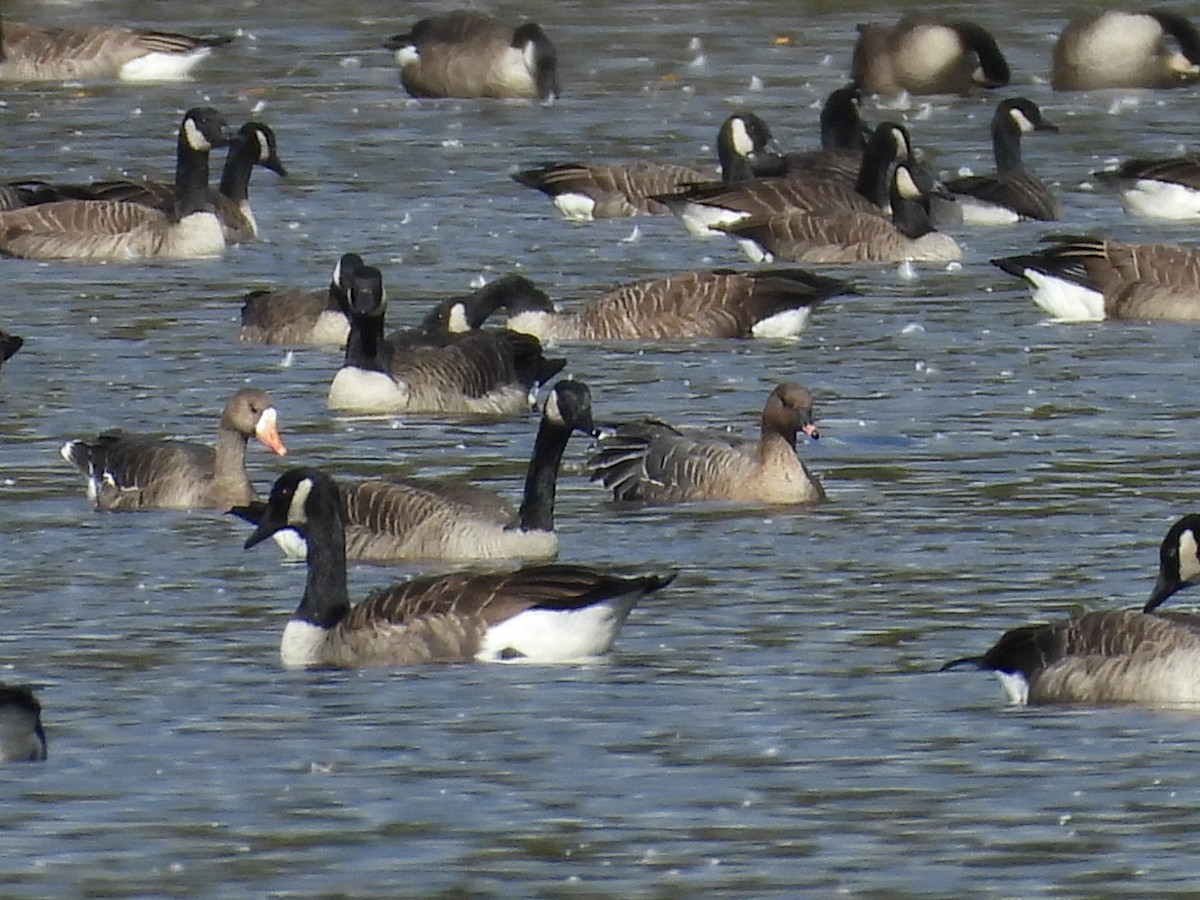 Pink-footed Goose - ML644092861