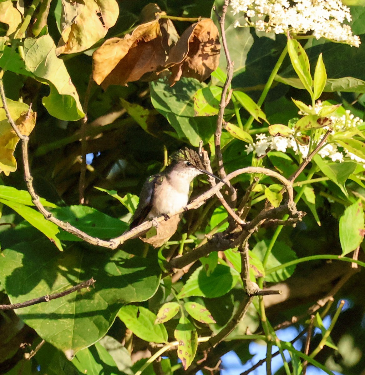 Ruby-throated Hummingbird - ML644092874