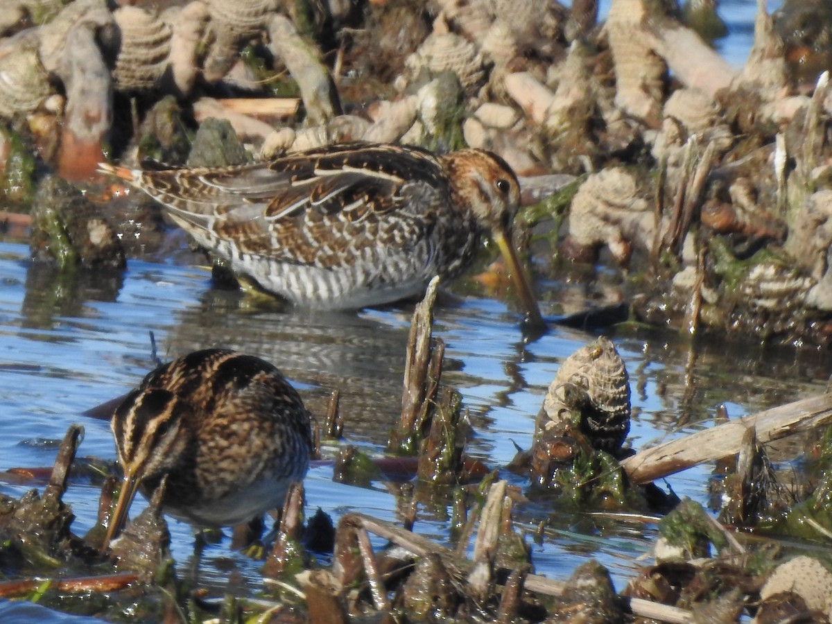Wilson's Snipe - ML644092880
