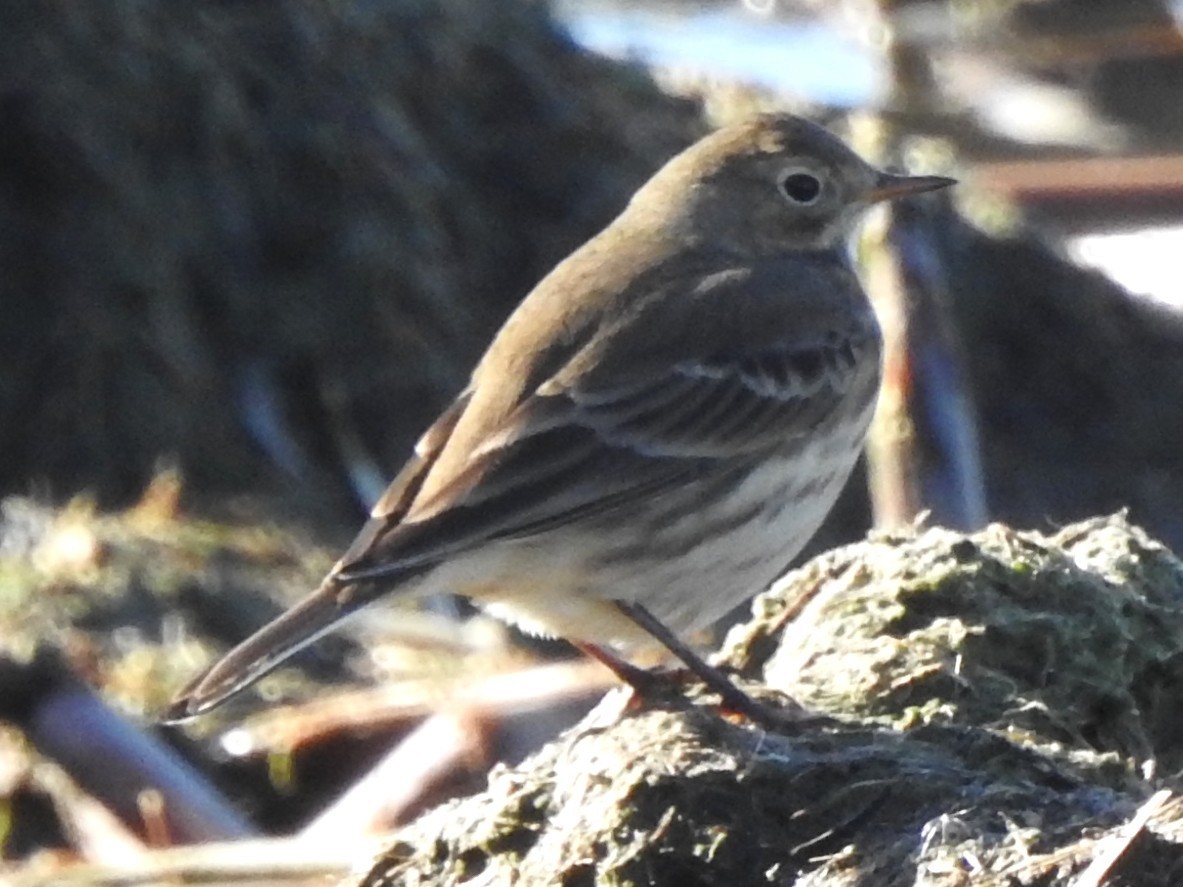 American Pipit - ML644092883