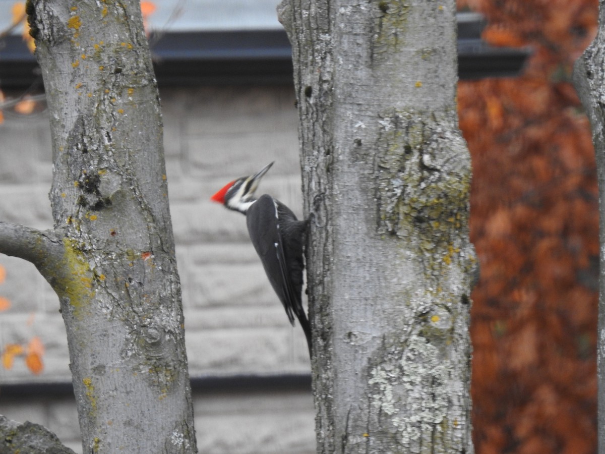 Pileated Woodpecker - ML644092888