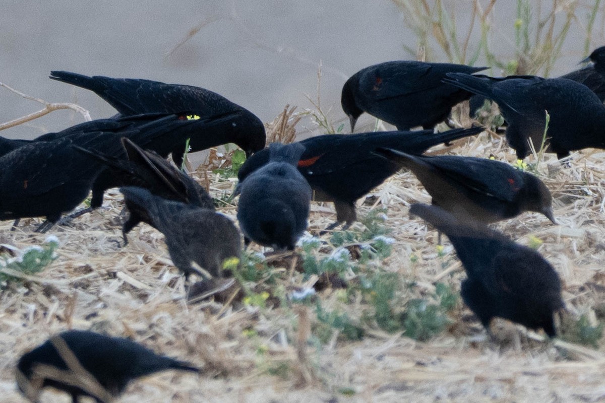 Tricolored Blackbird - ML644092889