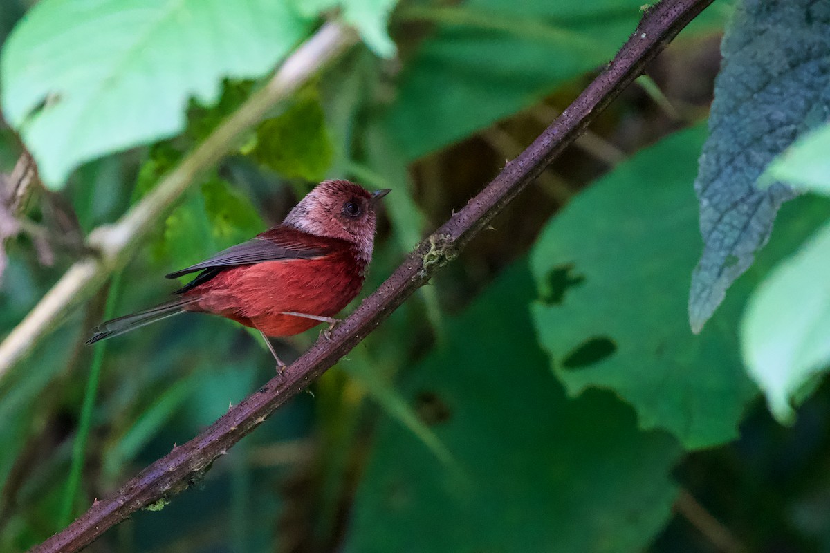 rosenparula - ML644092890