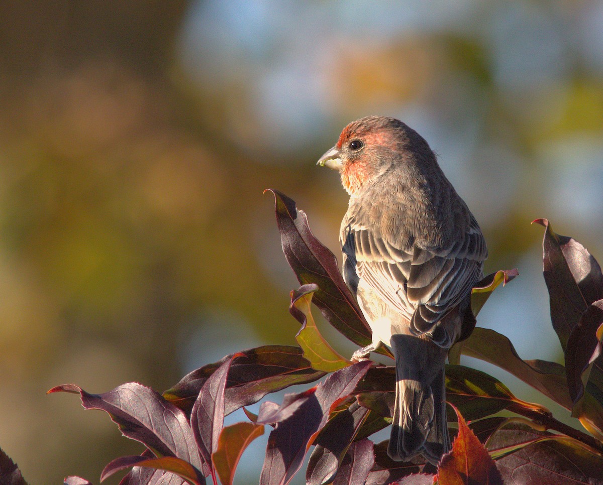House Finch - ML644092898