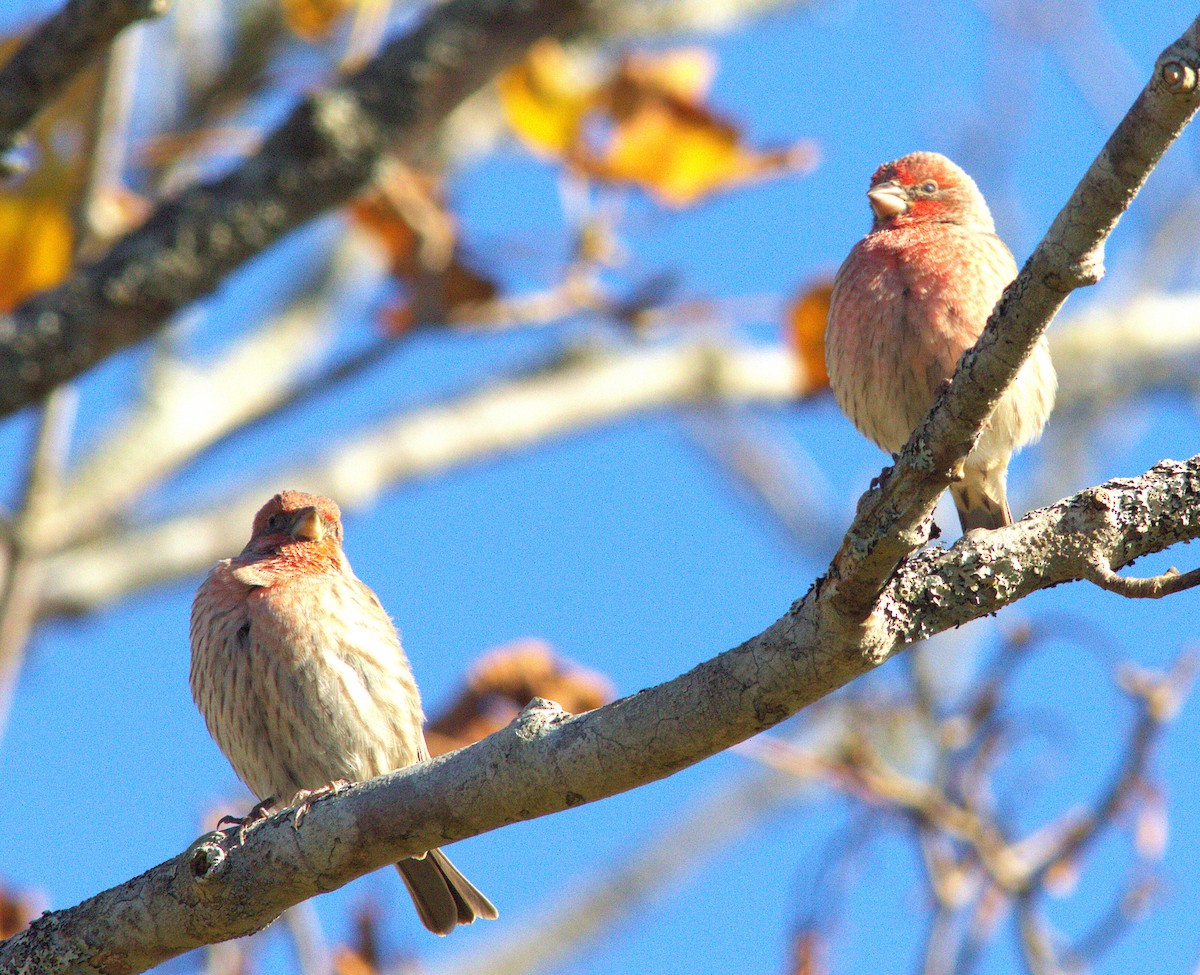 House Finch - ML644092899