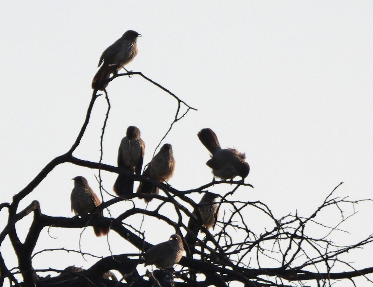 Arrow-marked Babbler - ML644092910