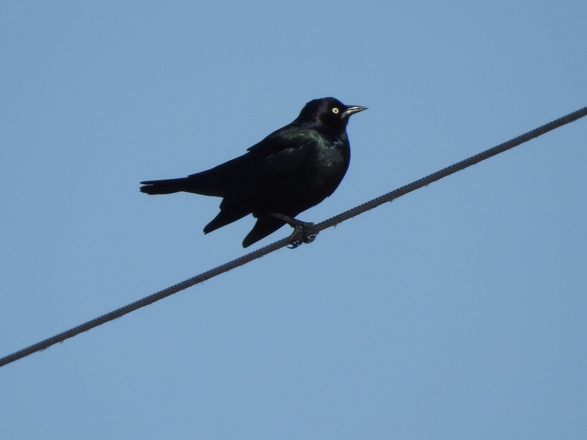 Brewer's Blackbird - ML644092911