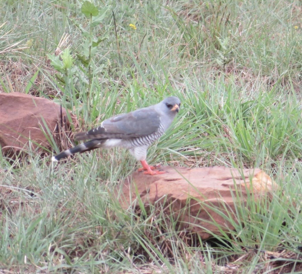 Gabar Goshawk - ML644092917