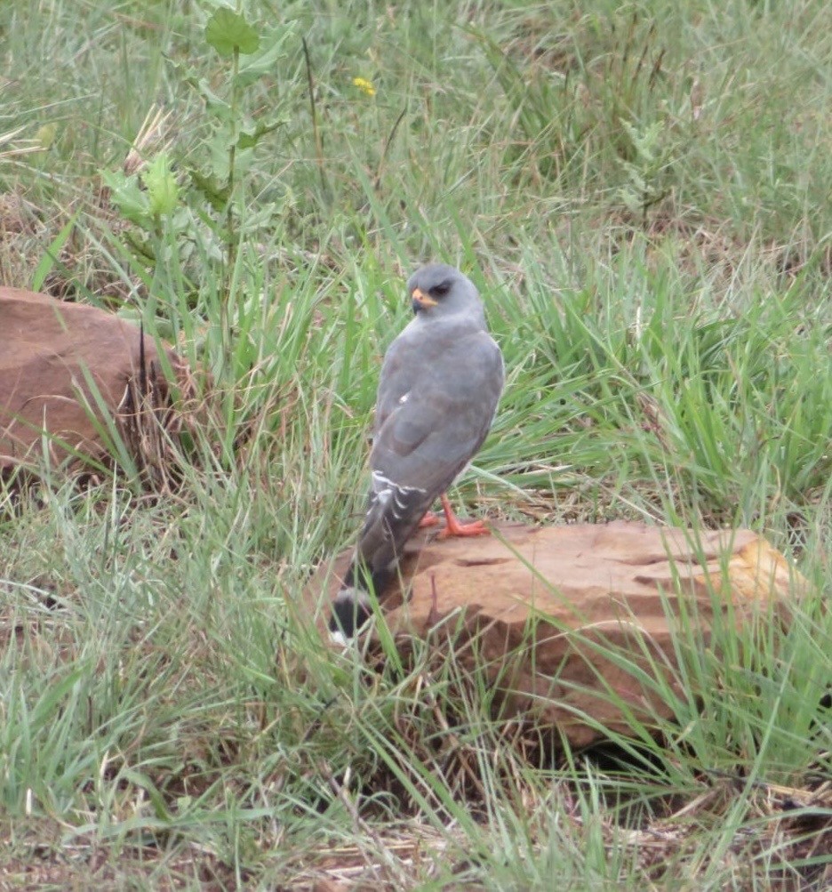 Gabar Goshawk - ML644092918
