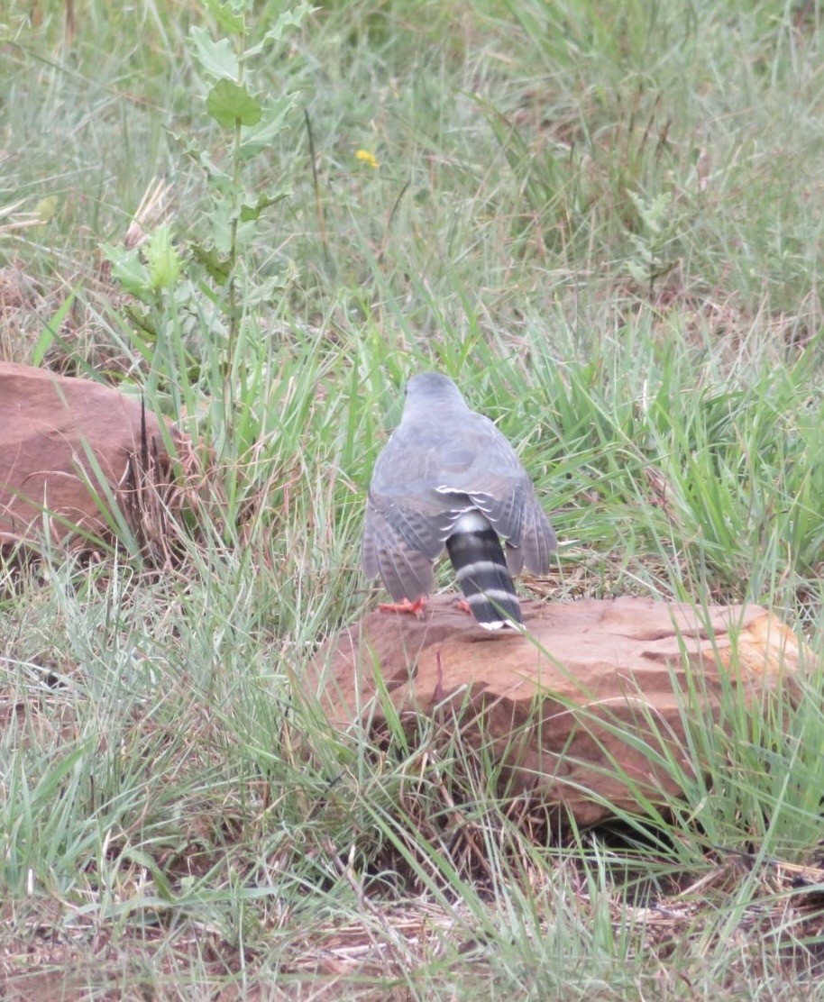 Gabar Goshawk - ML644092919