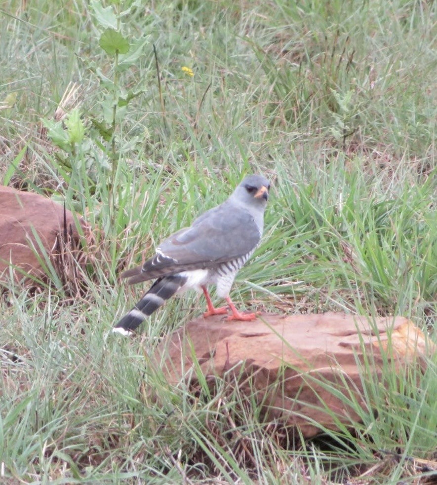 Gabar Goshawk - ML644092920