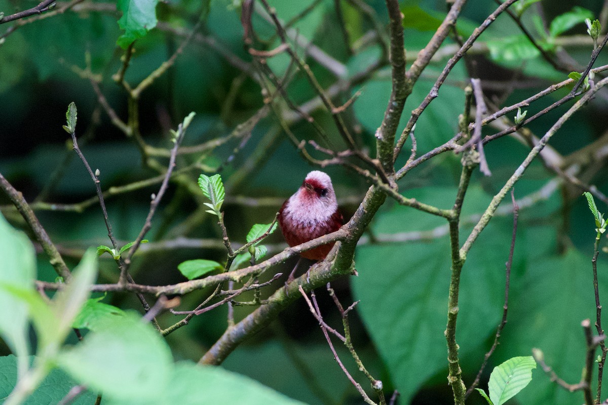 rosenparula - ML644092951