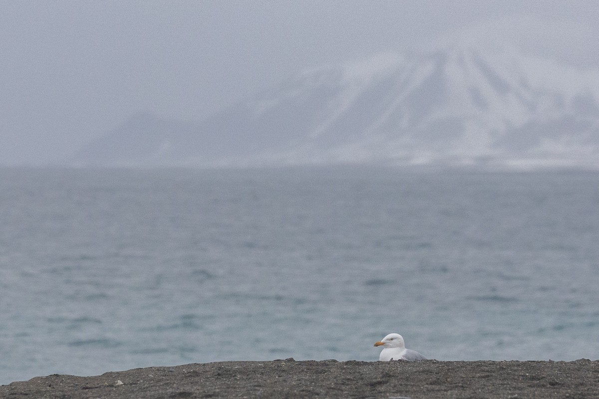 Ipar-kaioa - ML644092957