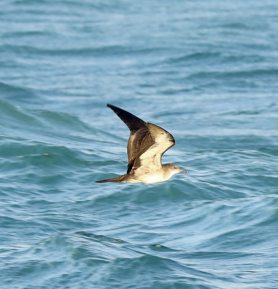 Wedge-tailed Shearwater - ML644092964