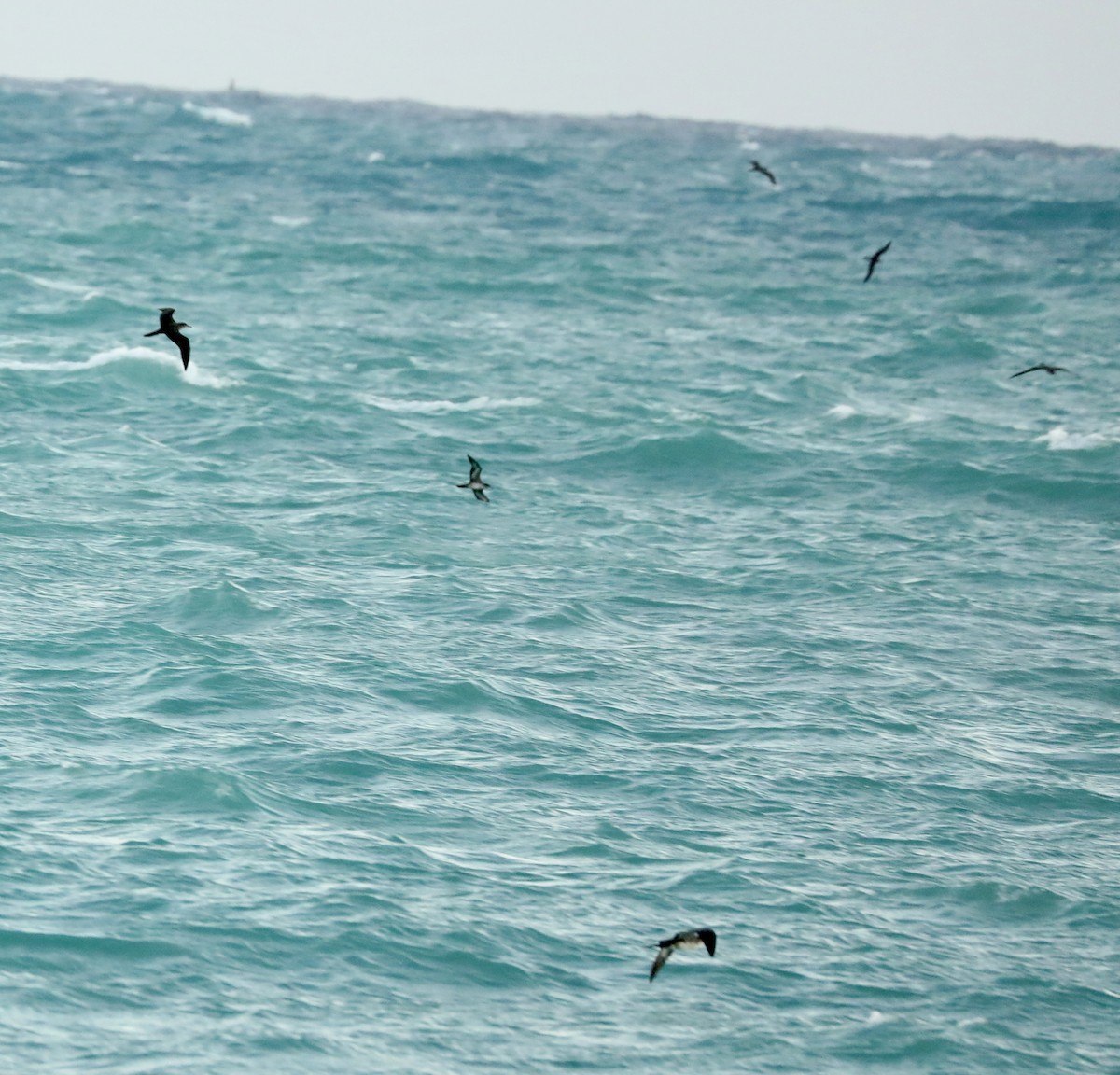 Wedge-tailed Shearwater - ML644092965