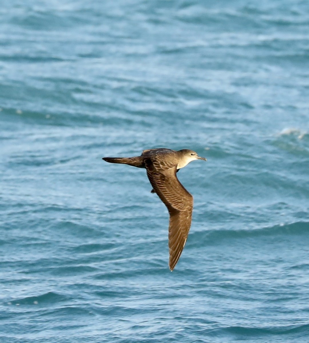 Wedge-tailed Shearwater - ML644092966