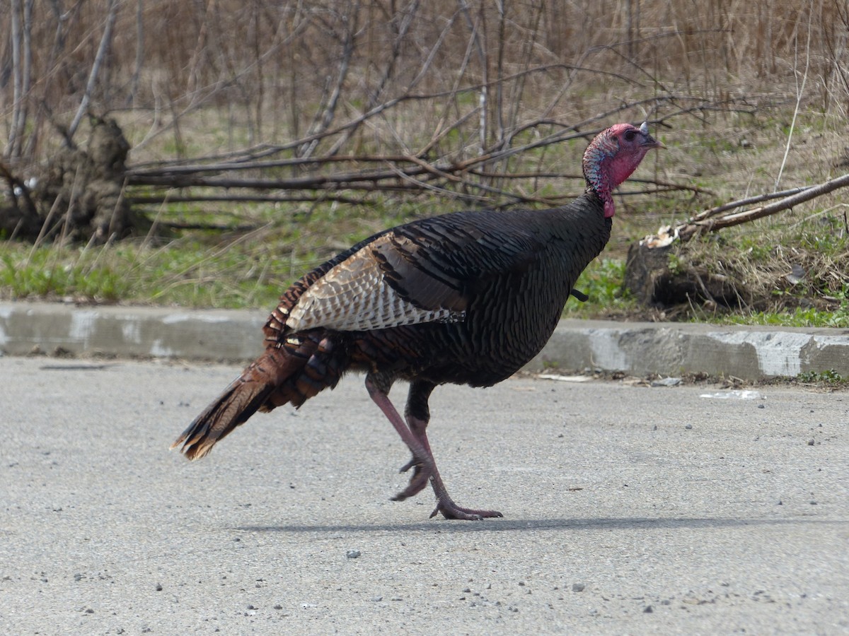 Wild Turkey - ML644092986