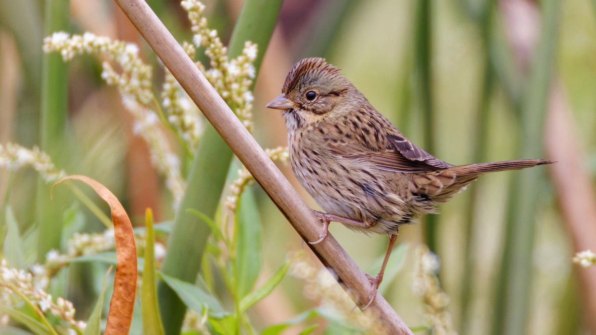 Lincoln's Sparrow - ML644092992