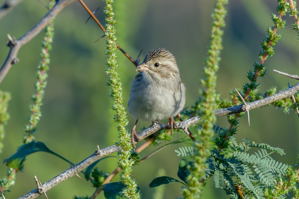 Brewer's Sparrow - ML644092993