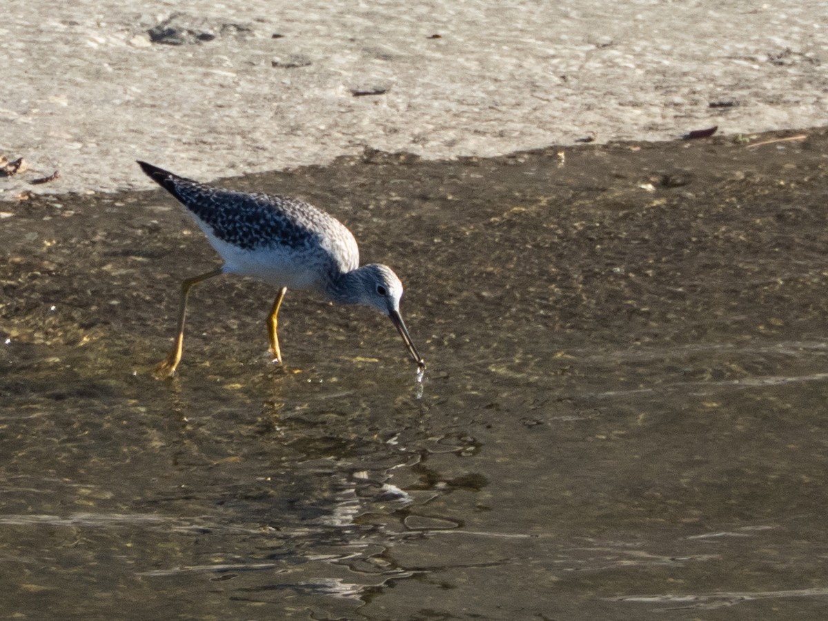 plystresnipe - ML644092995