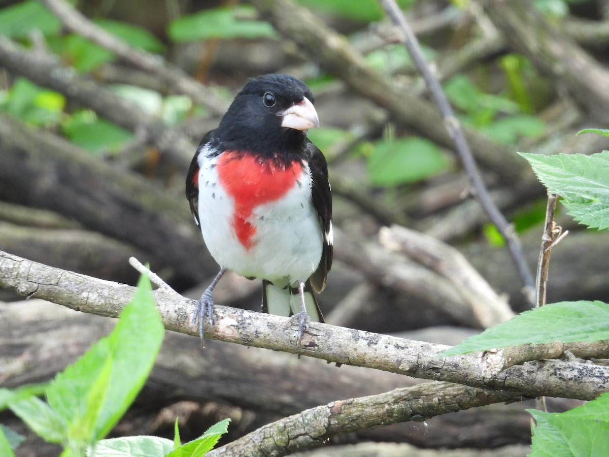 Rose-breasted Grosbeak - ML644093016