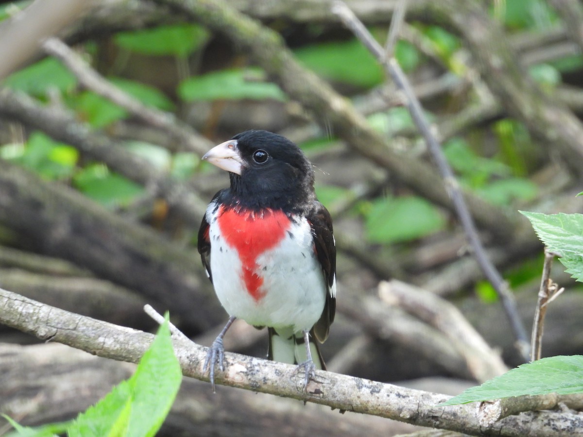 Rose-breasted Grosbeak - ML644093017