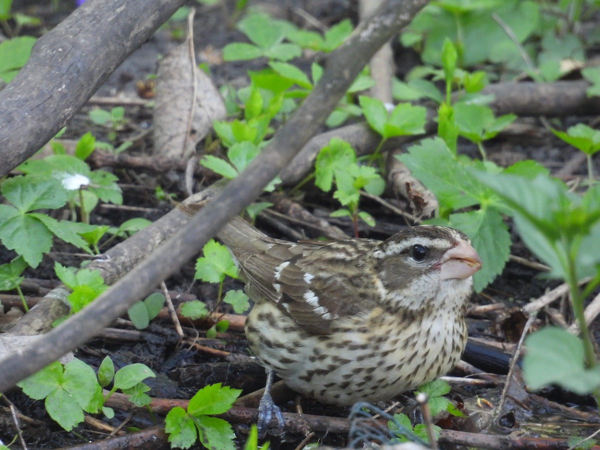 Rose-breasted Grosbeak - ML644093018