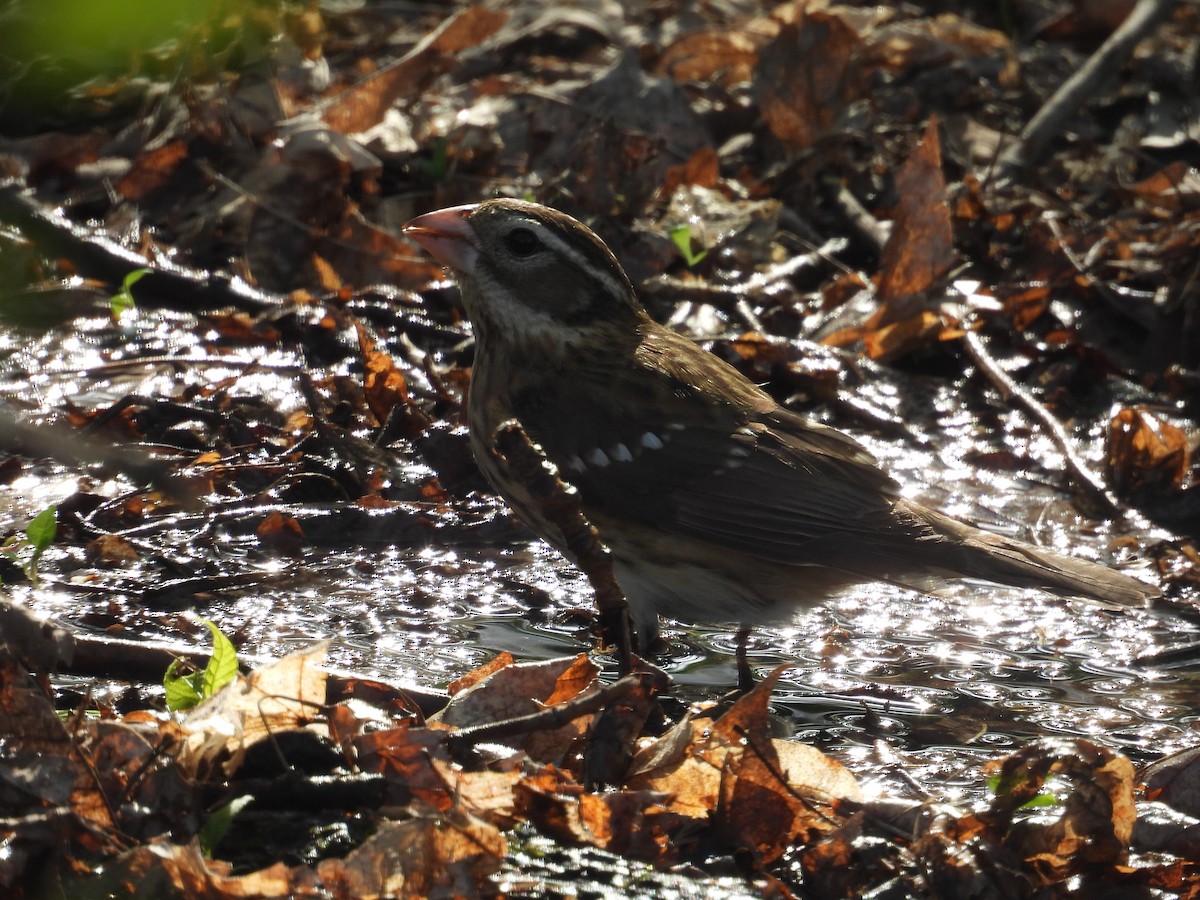 Rose-breasted Grosbeak - ML644093019