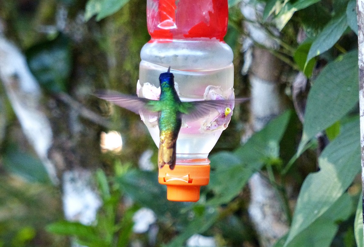 Golden-tailed Sapphire - ML644093035