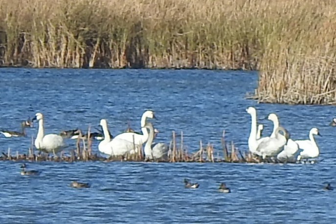 Tundra Swan - ML644093037